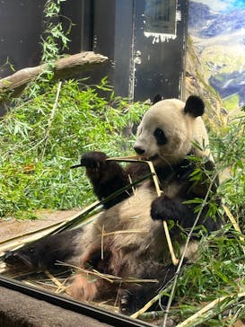 恩賜上野動物園に投稿された画像（2026/1/17）