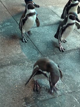 城崎マリンワールドに投稿された画像（2026/1/17）