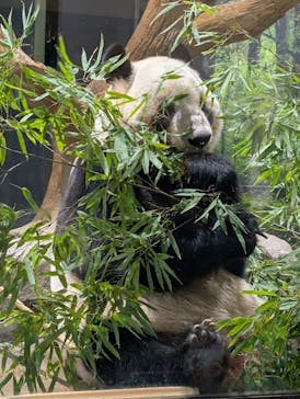 恩賜上野動物園に投稿された画像（2026/1/17）