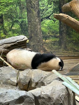 恩賜上野動物園に投稿された画像（2026/1/17）