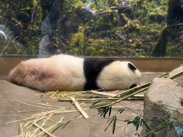 恩賜上野動物園に投稿された画像（2026/1/17）