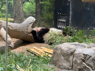 恩賜上野動物園に投稿された画像（2026/1/17）