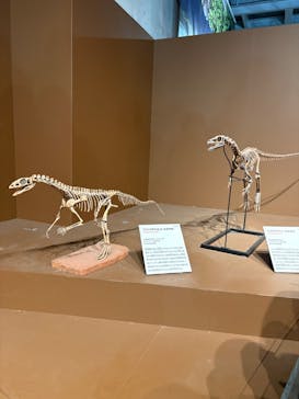 特別展「大絶滅展―生命史のビッグファイブ」に投稿された画像（2026/1/17）