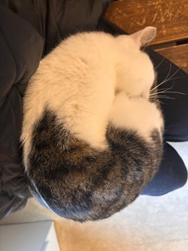 おさるランド＆アニタウン　日光さる軍団劇場に投稿された画像（2026/1/17）