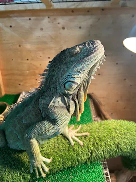 いきもの探検隊上尾に投稿された画像（2026/1/17）