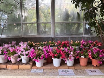 熱川バナナワニ園に投稿された画像（2026/1/17）