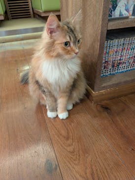 猫カフェモカ　池袋東口店に投稿された画像（2026/1/17）