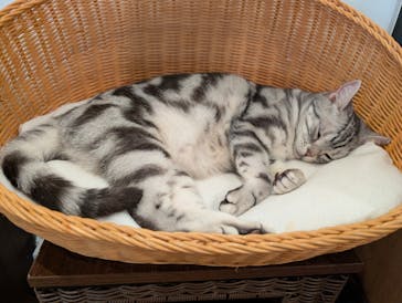 猫カフェモカ　池袋東口店に投稿された画像（2026/1/17）