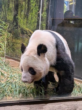 恩賜上野動物園に投稿された画像（2026/1/17）