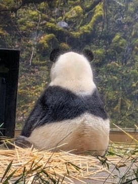 恩賜上野動物園に投稿された画像（2026/1/17）