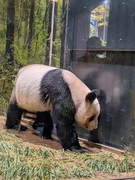 恩賜上野動物園に投稿された画像（2026/1/17）