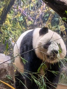 恩賜上野動物園に投稿された画像（2026/1/17）