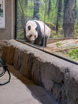 恩賜上野動物園に投稿された画像（2026/1/17）