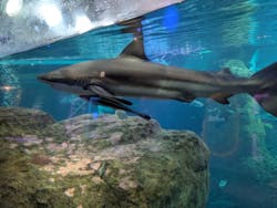 新江ノ島水族館に投稿された画像（2026/1/17）