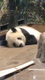 恩賜上野動物園に投稿された画像（2026/1/17）
