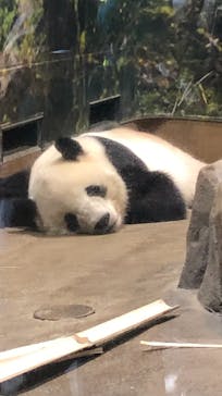 恩賜上野動物園に投稿された画像（2026/1/17）