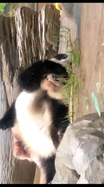 恩賜上野動物園に投稿された画像（2026/1/17）