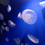 サンシャイン水族館に投稿された画像（2026/1/17）