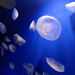 サンシャイン水族館に投稿された画像（2026/1/17）