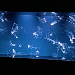 サンシャイン水族館に投稿された画像（2026/1/17）