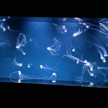 サンシャイン水族館に投稿された画像（2026/1/17）