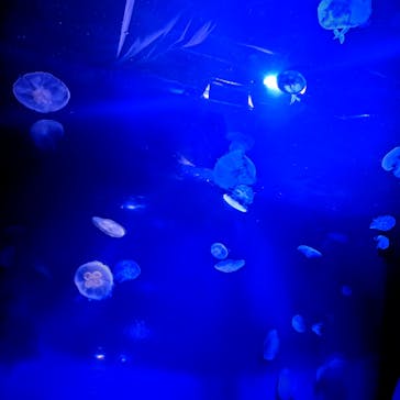 サンシャイン水族館に投稿された画像（2026/1/17）