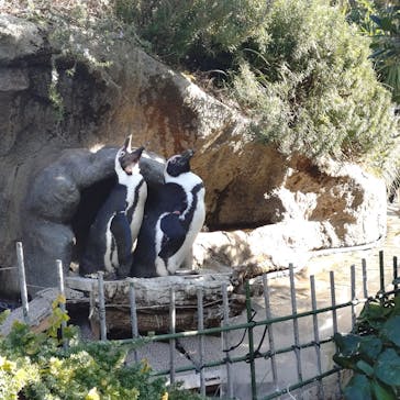 サンシャイン水族館に投稿された画像（2026/1/17）