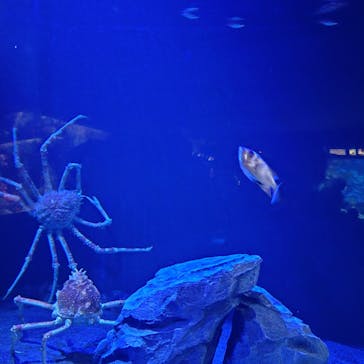 サンシャイン水族館に投稿された画像（2026/1/17）