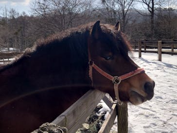 信州開田高原マイアスキー場に投稿された画像（2026/1/17）