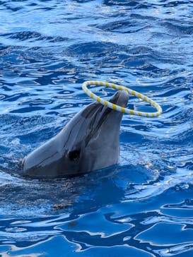 大分マリーンパレス水族館 「うみたまご」に投稿された画像（2026/1/17）