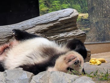 恩賜上野動物園に投稿された画像（2026/1/17）