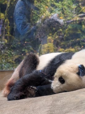 恩賜上野動物園に投稿された画像（2026/1/17）