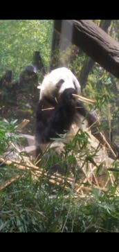 恩賜上野動物園に投稿された画像（2026/1/17）