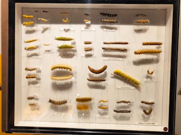 特別展「昆虫MANIAC」（名古屋会場）に投稿された画像（2026/1/17）