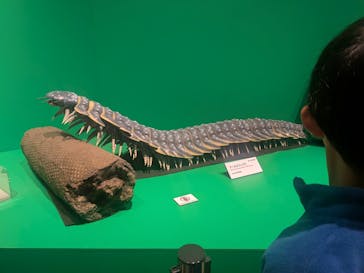 特別展「大絶滅展―生命史のビッグファイブ」に投稿された画像（2026/1/17）