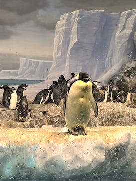 名古屋港水族館に投稿された画像（2026/1/17）