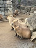 伊豆シャボテン動物公園に投稿された画像（2026/1/17）
