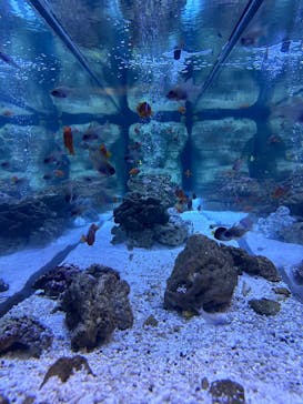 すみだ水族館に投稿された画像（2026/1/17）
