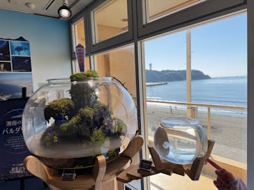 新江ノ島水族館に投稿された画像（2026/1/17）