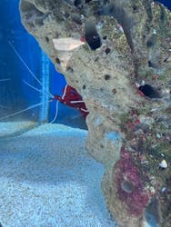 新江ノ島水族館に投稿された画像（2026/1/17）