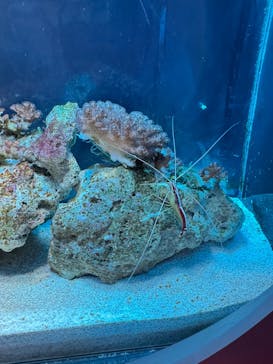 新江ノ島水族館に投稿された画像（2026/1/17）