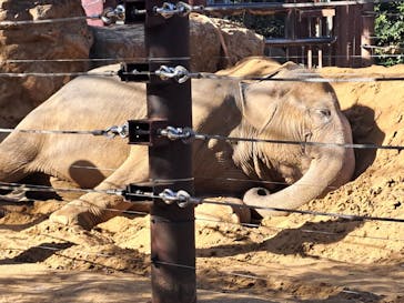 恩賜上野動物園に投稿された画像（2026/1/17）