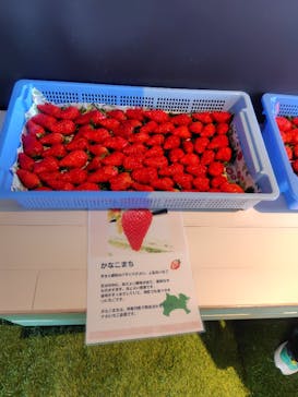 サンシャイン60展望台に投稿された画像（2026/1/17）