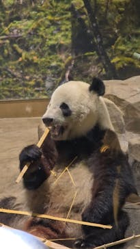 恩賜上野動物園に投稿された画像（2026/1/17）