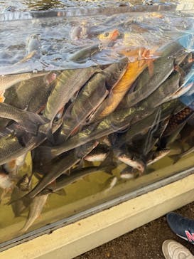 世界淡水魚園水族館　アクア・トトぎふに投稿された画像（2026/1/17）