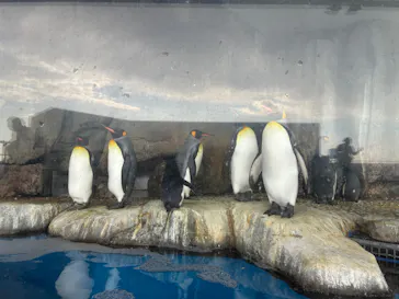 仙台うみの杜水族館に投稿された画像（2026/1/17）