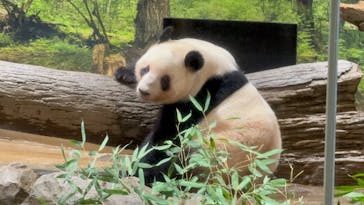 恩賜上野動物園に投稿された画像（2026/1/17）