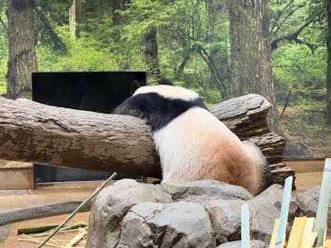 恩賜上野動物園に投稿された画像（2026/1/17）