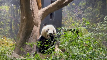 恩賜上野動物園に投稿された画像（2026/1/17）