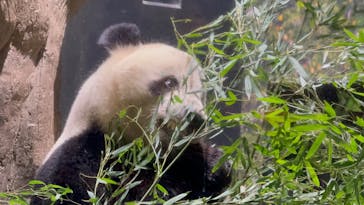 恩賜上野動物園に投稿された画像（2026/1/17）